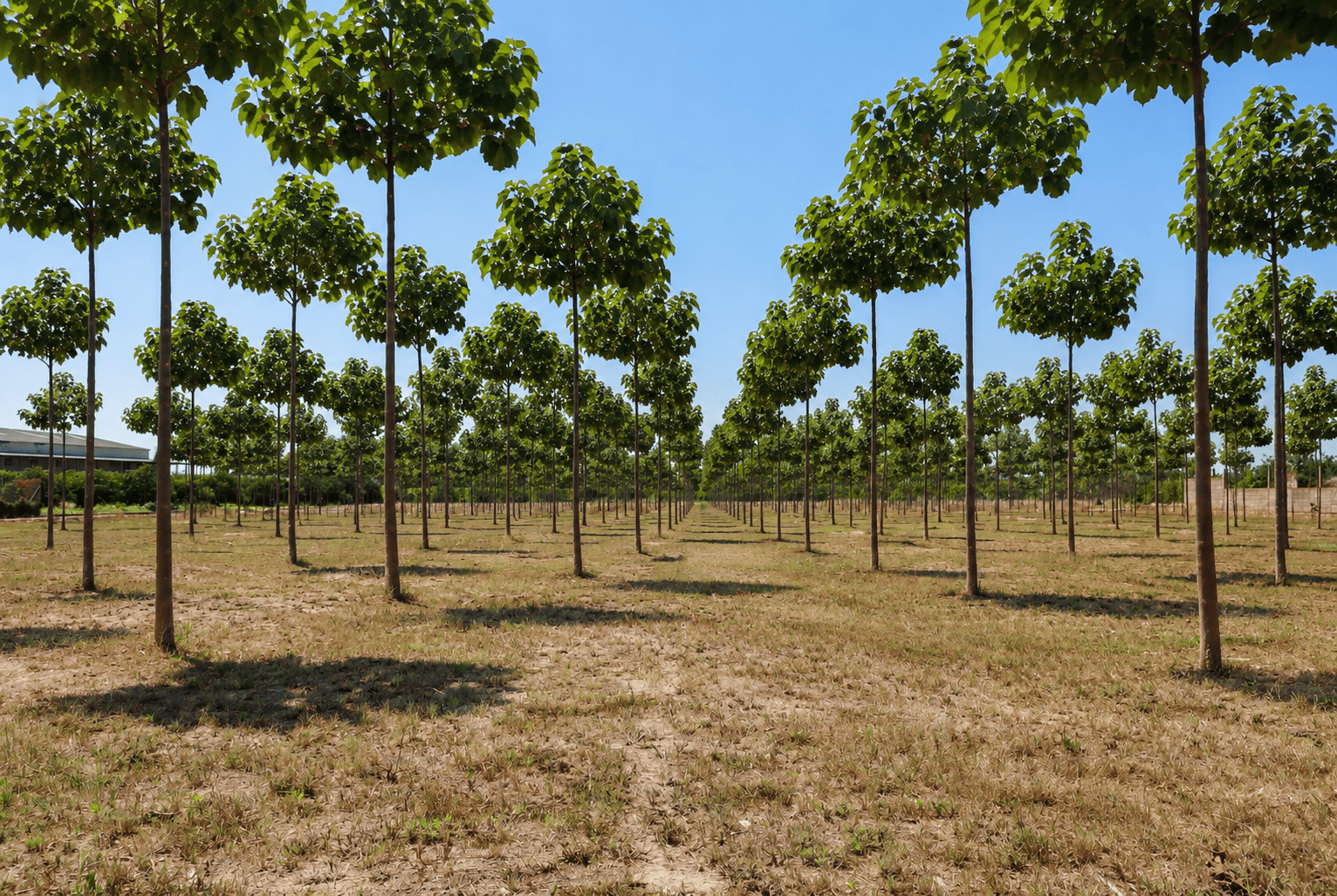 Paulownia-Hybridbaum – 24 Pflanzen pro Karton