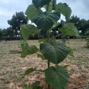 Paulownia-Hybridbaum – 24 Pflanzen pro Karton