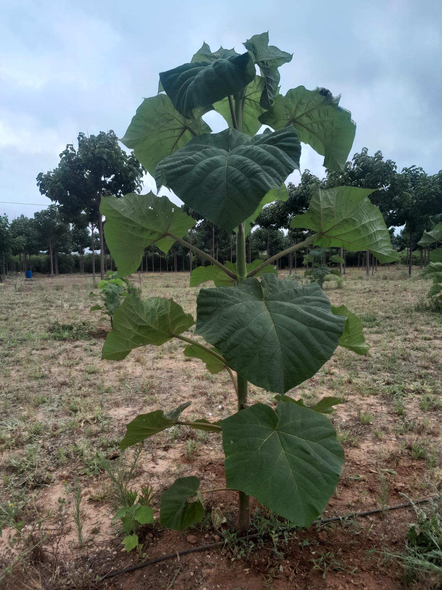 Paulownia-Hybridbaum – 24 Pflanzen pro Karton